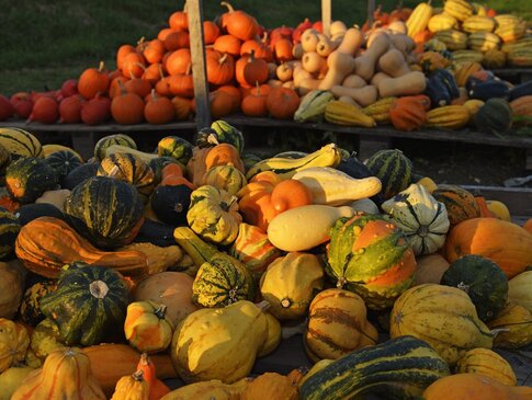 Herbstliche Rezepte Hier sehen Sie einen Stand voll mit Kürbissen.