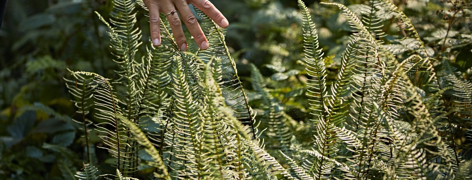 Hier sehen Sie eine Frauenhand die im Wald die Gräßer und Blätter durch ihre Hände gleiten lässt. 