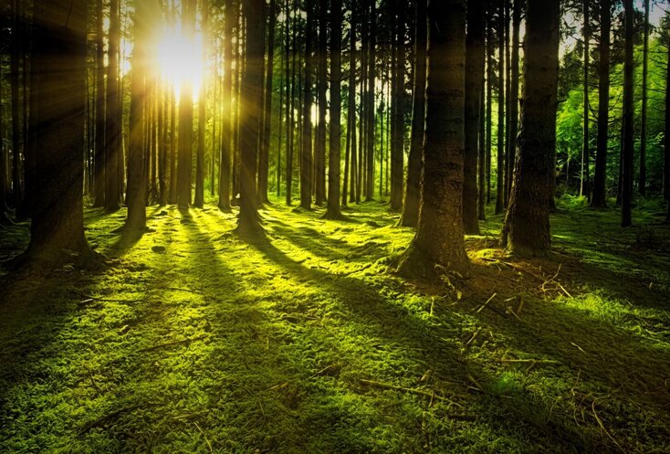 Hier sehen Sie einen Wald, bei welchem im linken Teil des Bildes die Sonne durch die Bäume strahlt. 