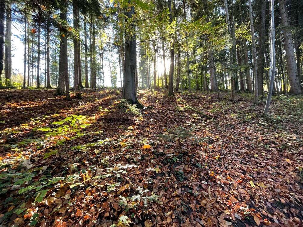 Laubwald, Waldboden, Sonne