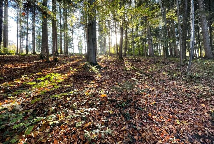 Laubwald, Waldboden, Sonne