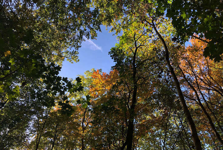 Blick durch bunte Laubbäume in den Himmel